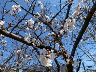 🌸お花見の季節になりましたね🌸